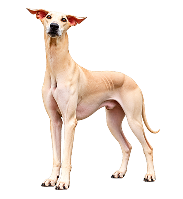 Contemplate kennel