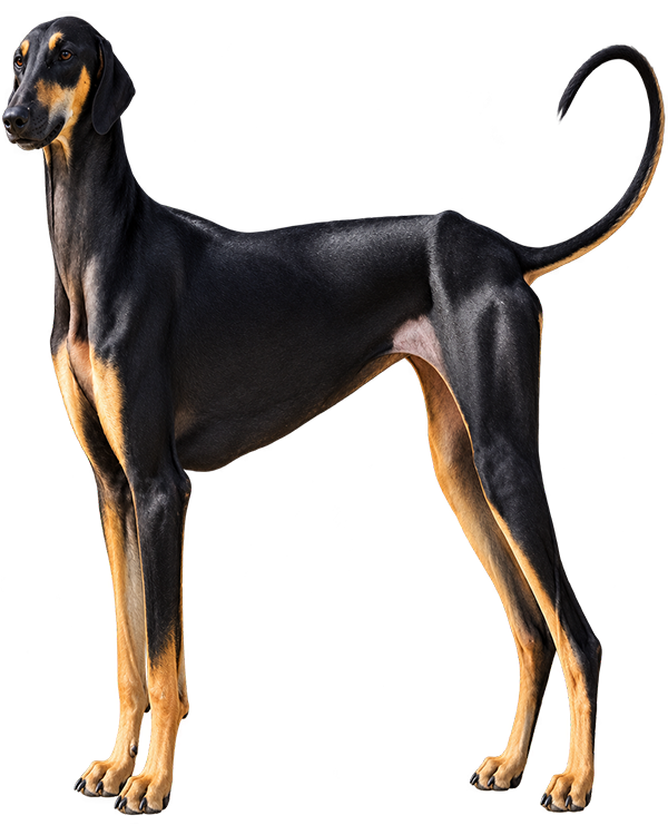 Contemplate kennel